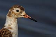 Döğüşkenkuş / Ruff / Philomachus pugnax